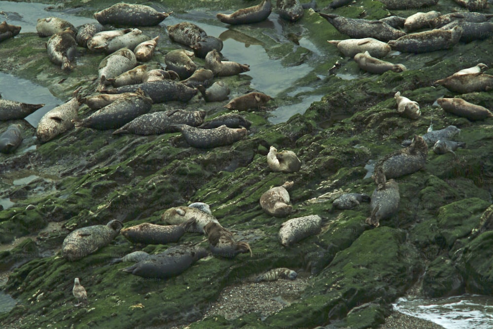 View of a rookery of harbor seals on the rocky coastline near Carpinteria, California, 1970s. (Photo by Tom Kelley/Getty Images)