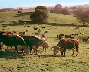 1970年代、カリフォルニア中部のなだらかな丘陵地帯の草を食む牛の群れ。(写真:Tom Kelley/Getty Images)