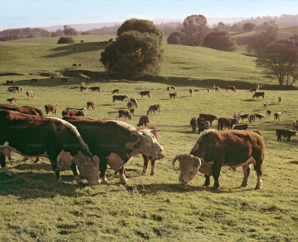 A herd of cows graze on the grass of rolling hills in central California, ca.1970s. (Photo by Tom Kelley/Getty Images)