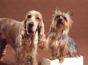 Retrato de dos perros, un English Spaniel (izquierda) y un Silky Terrier, de mediados a finales del siglo XX. (Foto de Tom Kelley/Getty Images)