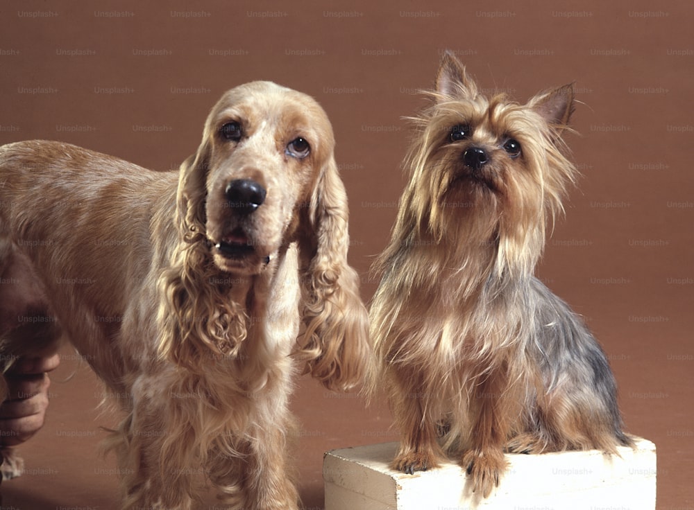 Portrait of two dogs, an English Spaniel (left) and a Silky Terrier, mid to late twentieth century. (Photo by Tom Kelley/Getty Images)