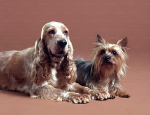 Retrato de dos perros, un English Spaniel (izquierda) y un Silky Terrier, de mediados a finales del siglo XX. (Foto de Tom Kelley/Getty Images)
