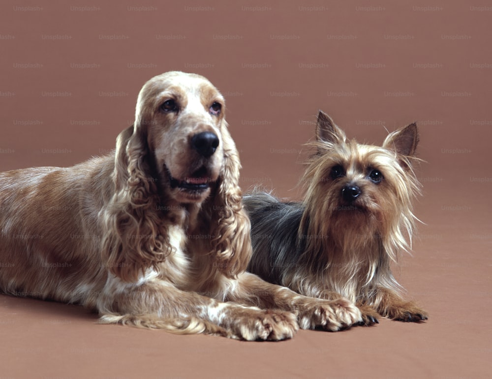 Portrait of two dogs, an English Spaniel (left) and a Silky Terrier, mid to late twentieth century. (Photo by Tom Kelley/Getty Images)