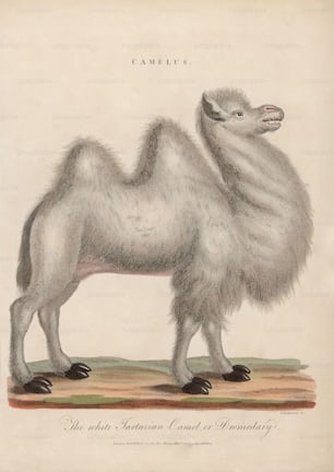 'The white Tartarian Camel or dromedary', circa 1799. Engraving by J. Chapman. (Photo by Hulton Archive/Getty Images)