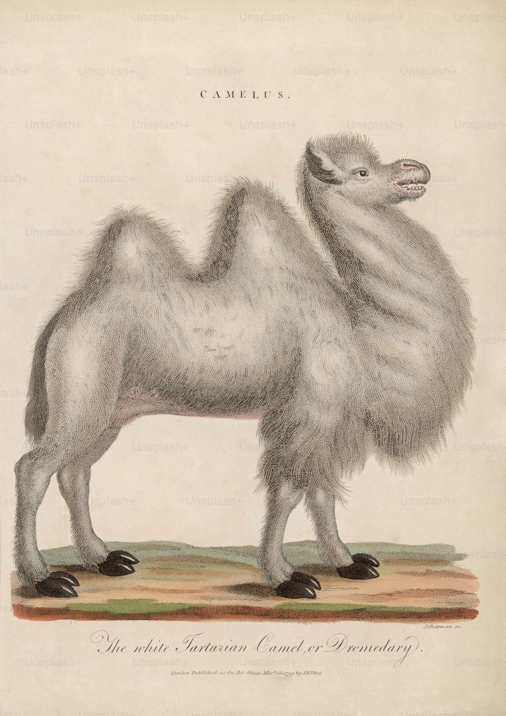 '하얀 타르타리안 낙타 또는 단봉낙타', 1799년경. J. 채프먼의 판화. (사진: 헐튼 아카이브/게티 이미지)