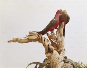 a red and green bird sitting on top of a tree branch
