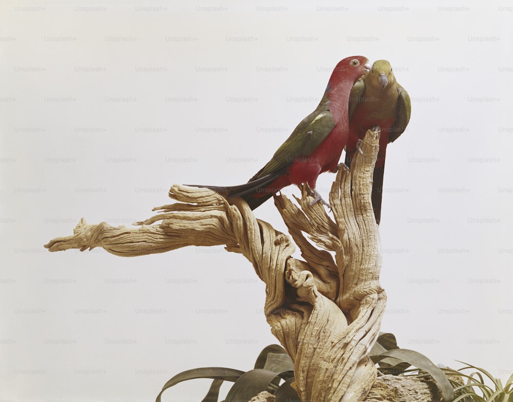 a red and green bird sitting on top of a tree branch