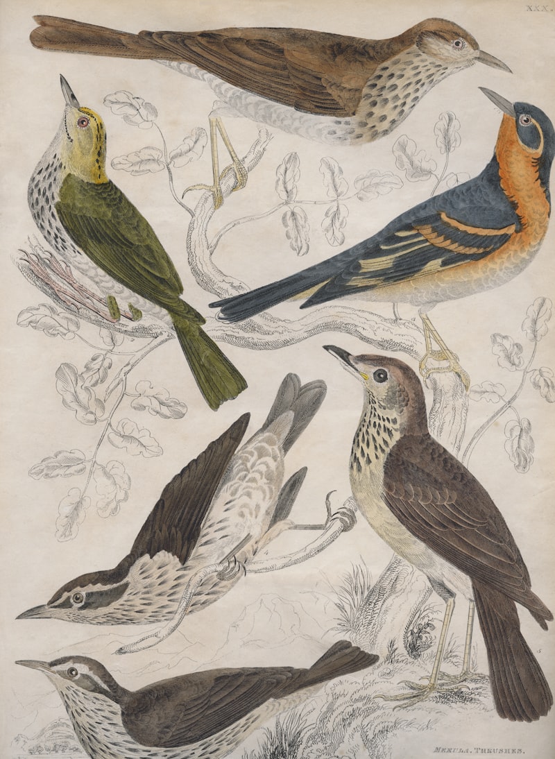 Children's illustration