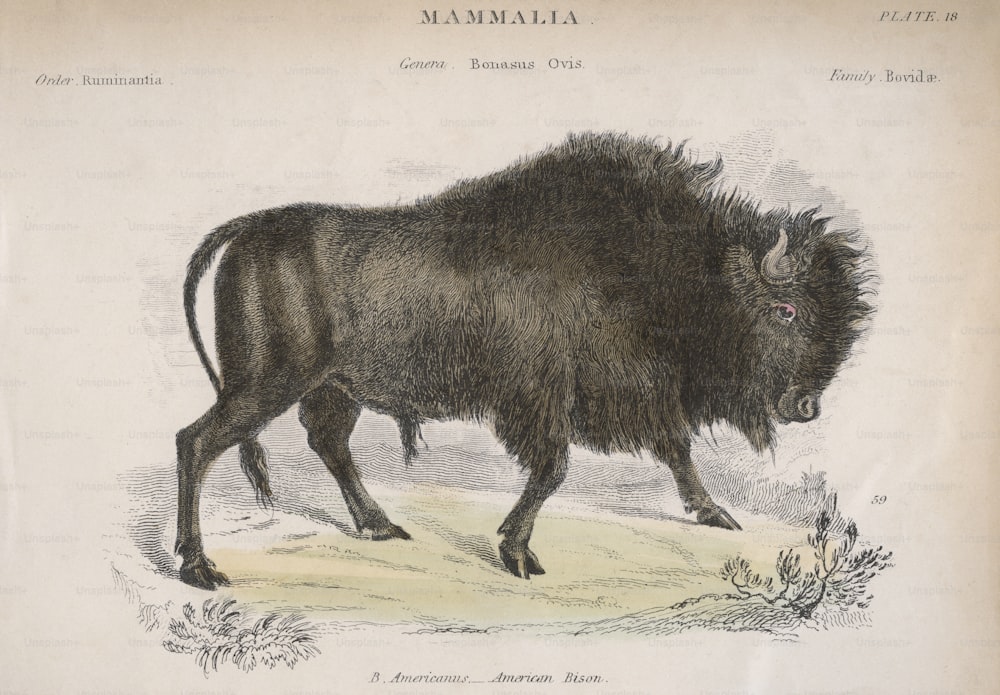 Un bisonte americano, alrededor de 1850. (Foto de Hulton Archive/Getty Images)