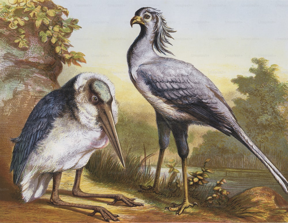 Ein Marabou-Storch (links) und Sekretärvogel (rechts), um 1850. (Foto von Hulton Archive / Getty Images)