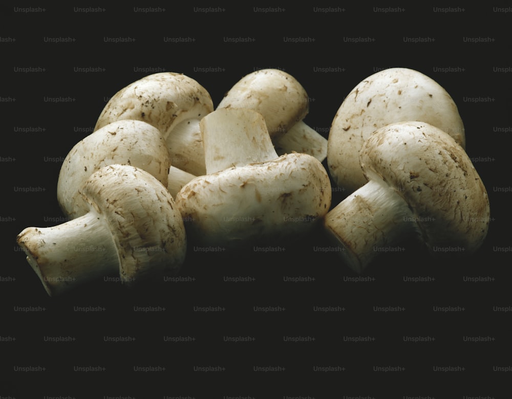 ein Haufen weißer Pilze auf schwarzem Hintergrund