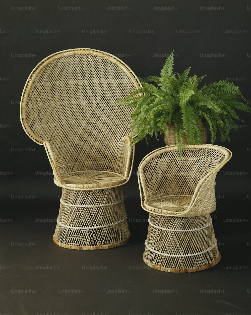two wicker chairs with a plant in the middle