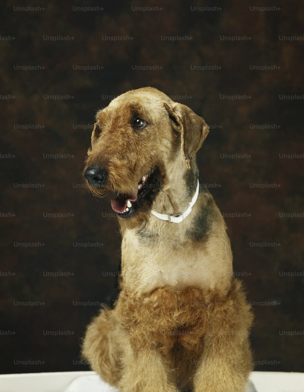 a brown dog sitting on top of a white table