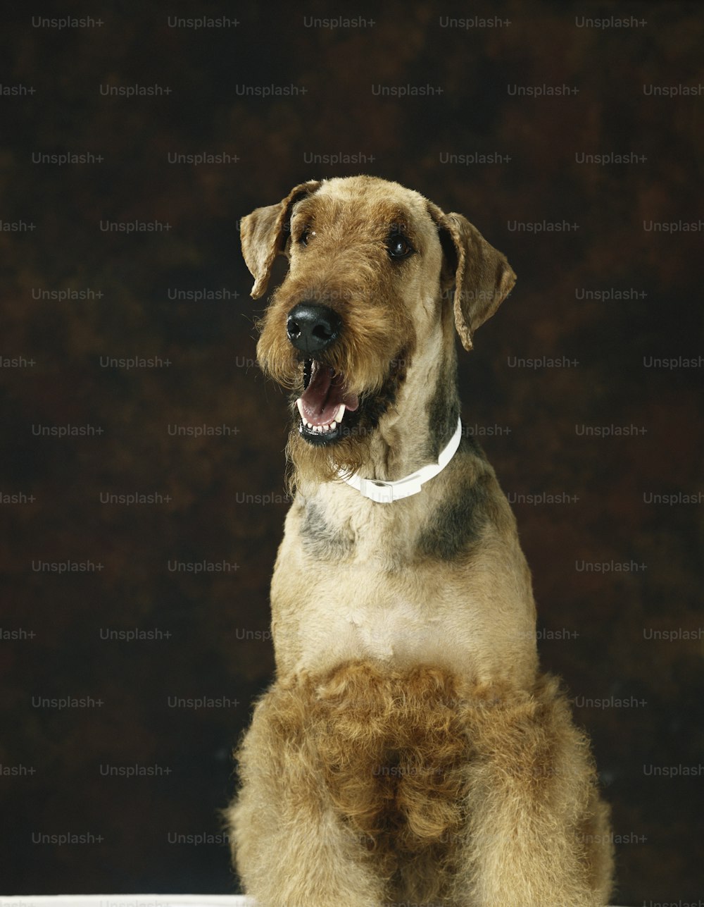 a brown and black dog with a white collar