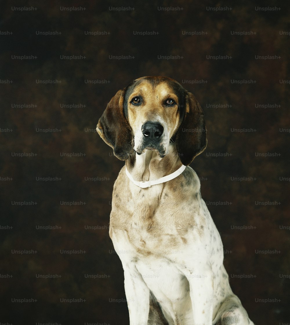 a brown and white dog with a white collar
