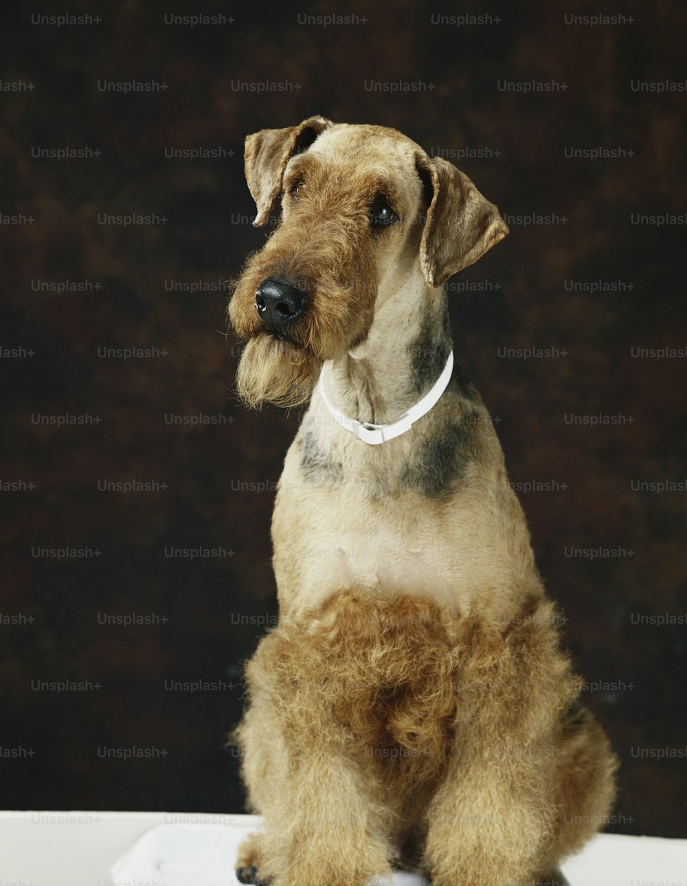 a brown and black dog sitting on top of a table