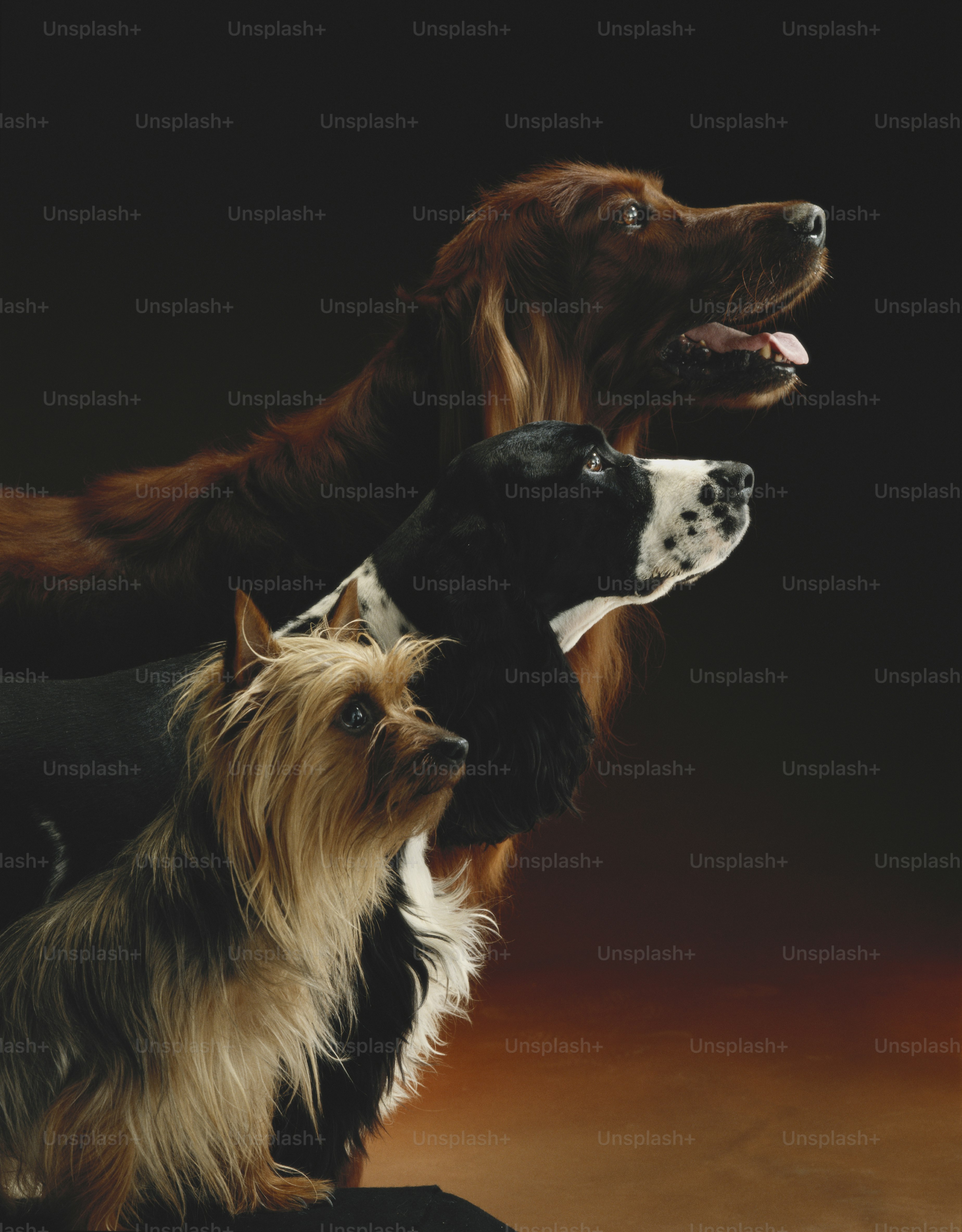 Red Setter II\, image size:3000x3839