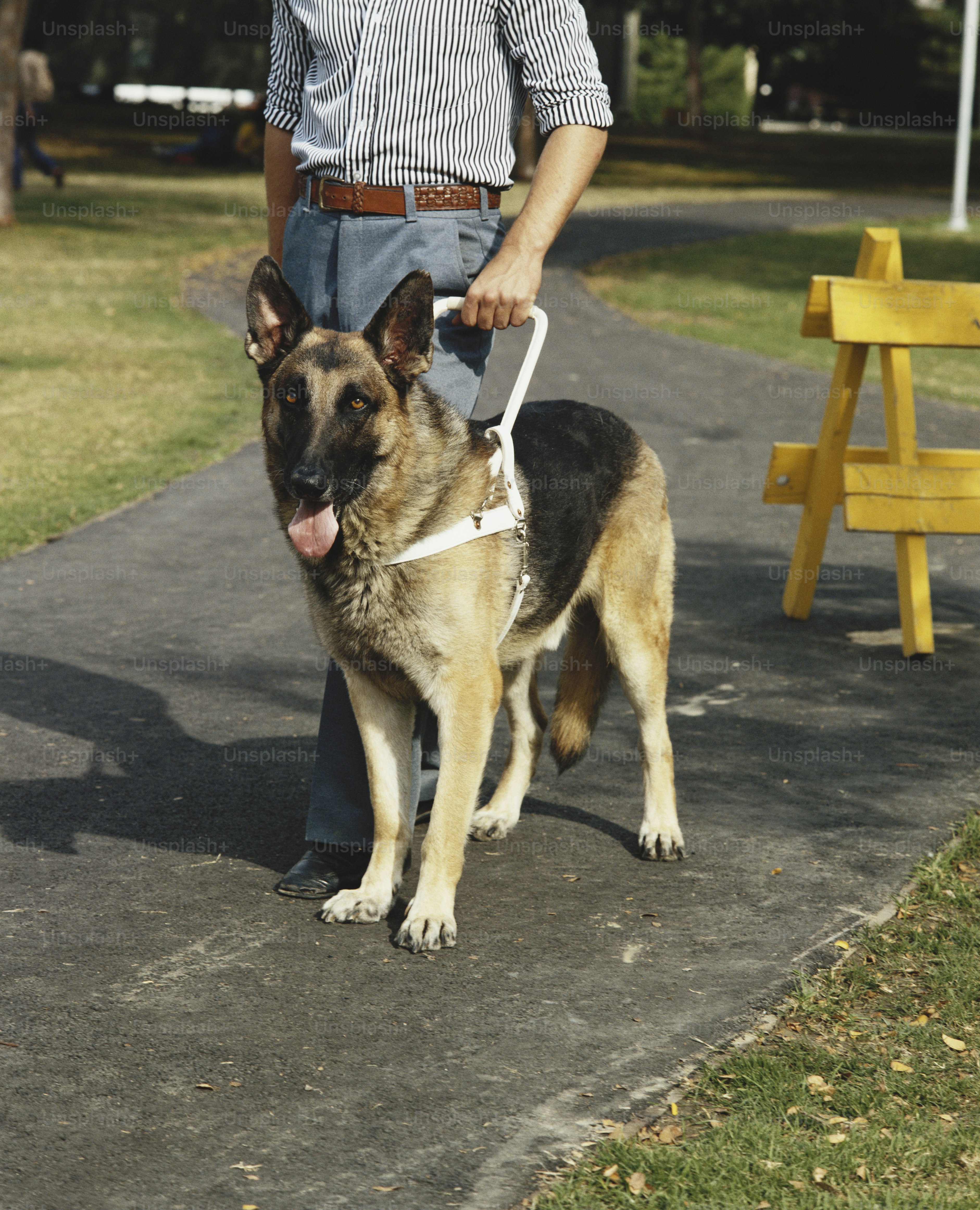 seeing eye dog