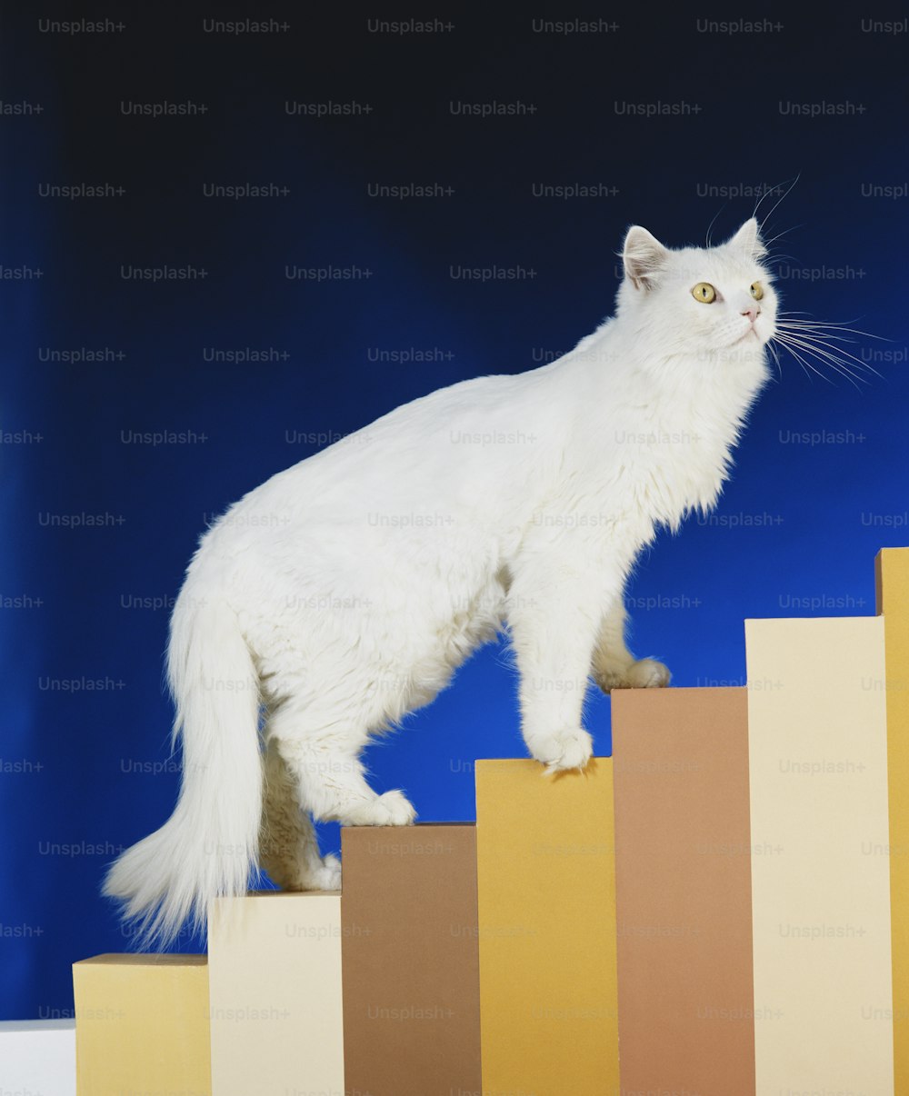 a white cat standing on top of a bar chart