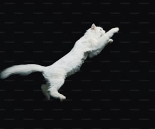 흰 고양이가 공중을 날고 있다