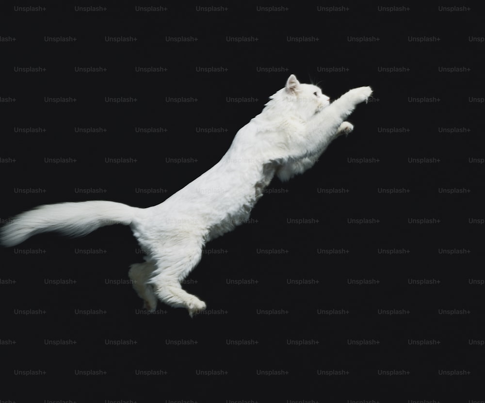Eine weiße Katze fliegt durch die Luft