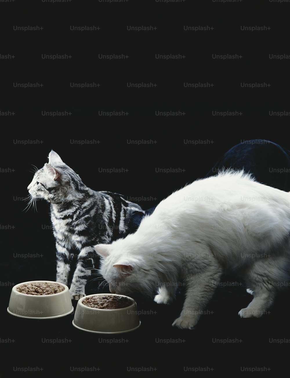 a cat eating out of a bowl next to another cat