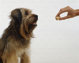 uma pessoa alimentando um cão com um pedaço de comida