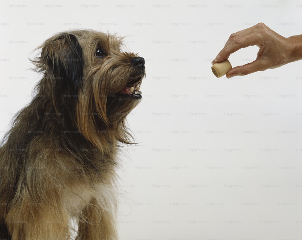 a person feeding a dog a piece of food