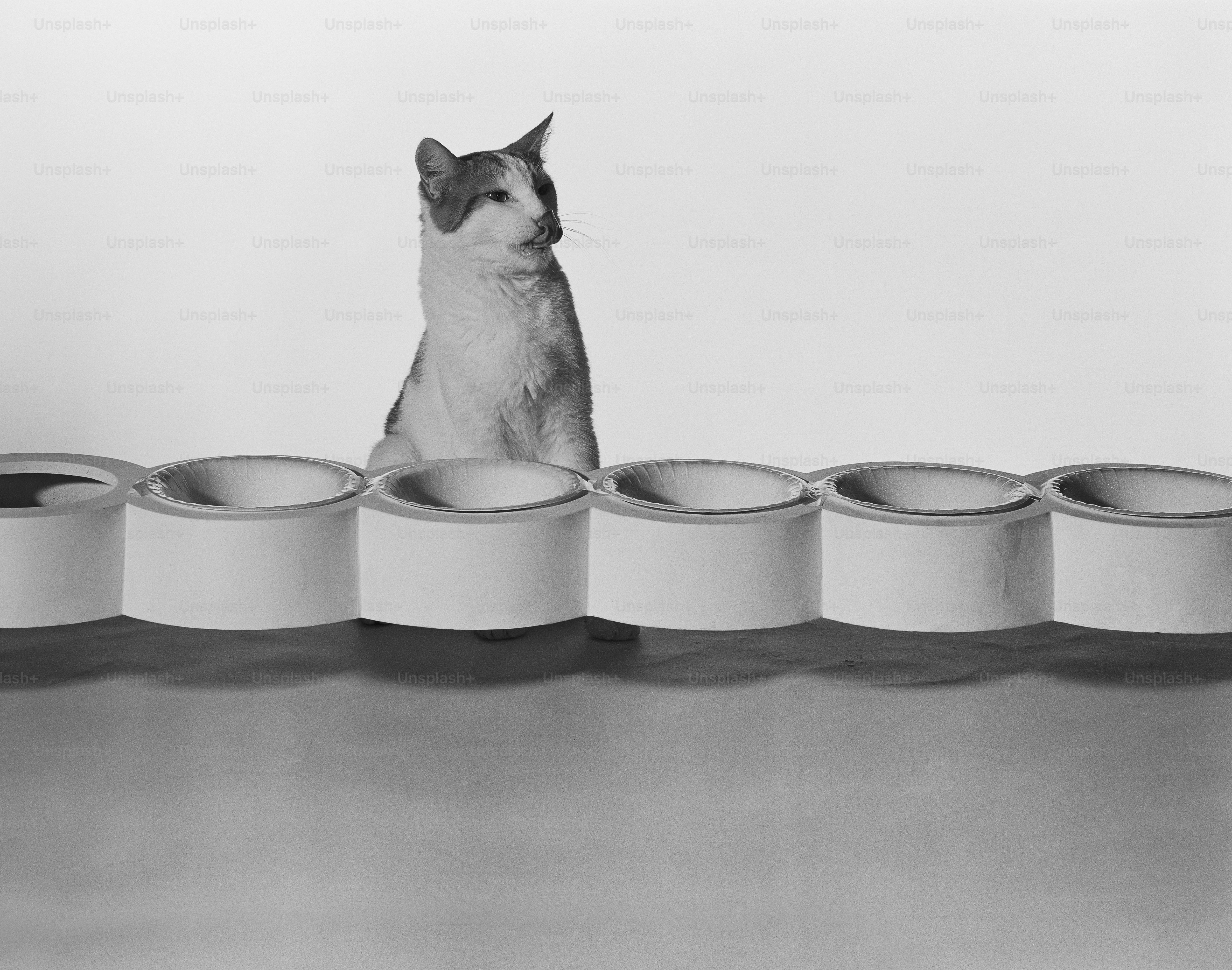 a black and white photo of a cat sitting in front of a row of empty