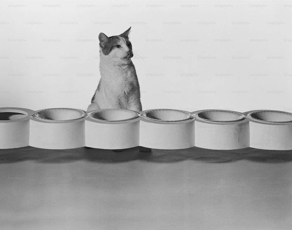 uma foto em preto e branco de um gato sentado na frente de uma fileira de vazios