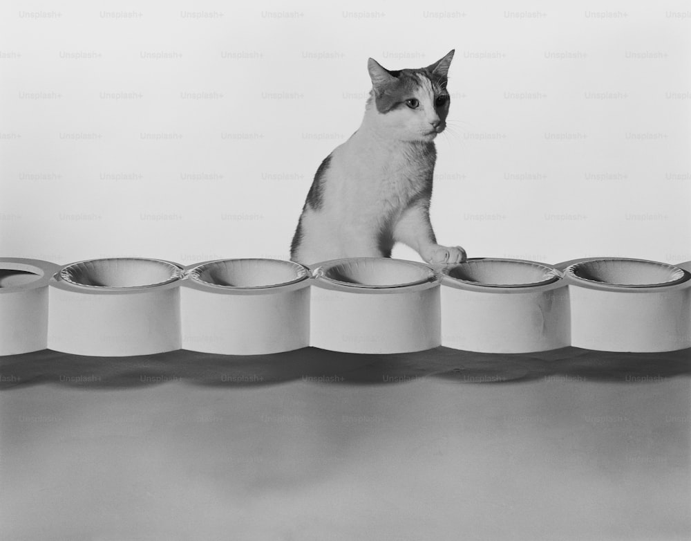 a black and white photo of a cat sitting on top of cups