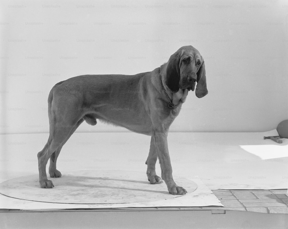 a black and white photo of a dog standing on a sheet of paper