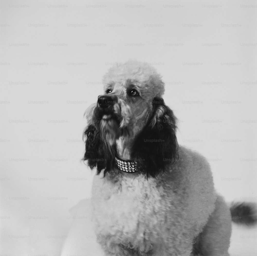 a black and white photo of a poodle