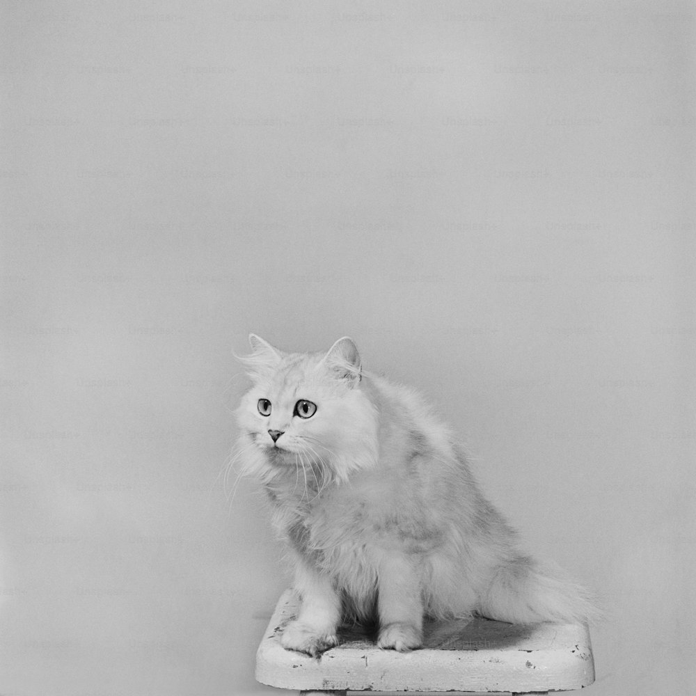 a white cat sitting on top of a table