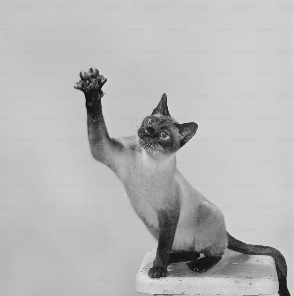 a black and white photo of a siamese cat