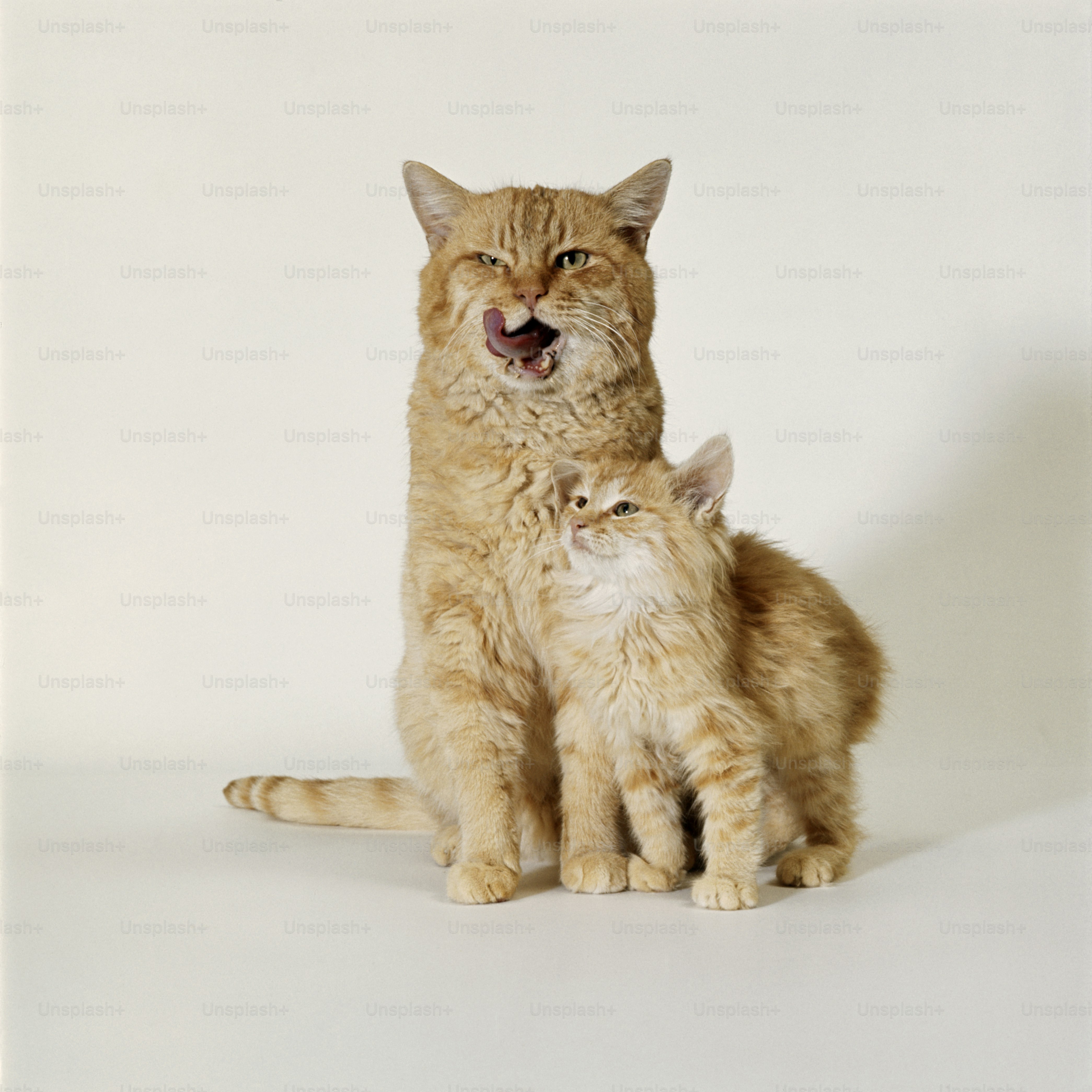 a cat and a kitten sitting next to each other