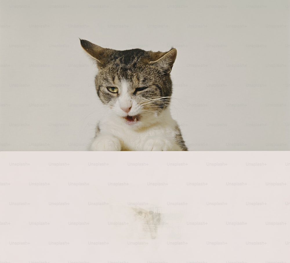Un gato sentado encima de una superficie blanca