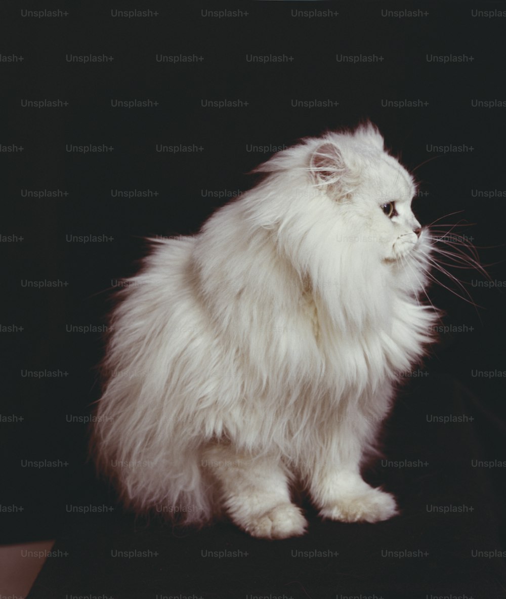 Eine flauschige weiße Katze, die auf einer schwarzen Oberfläche sitzt
