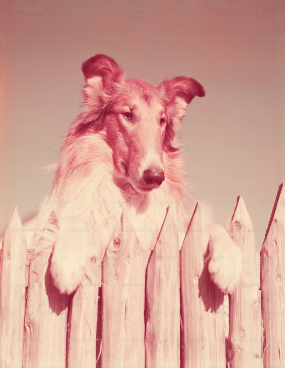 ESTADOS UNIDOS - CIRCA 1950s: Perro collie rudo, con patas en la cerca.