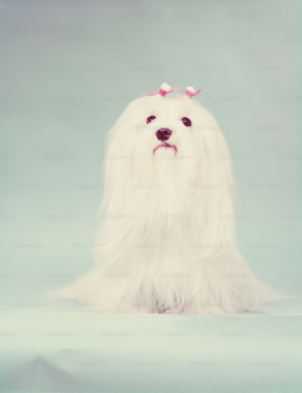 UNITED STATES - CIRCA 1950s:  Maltese dog.