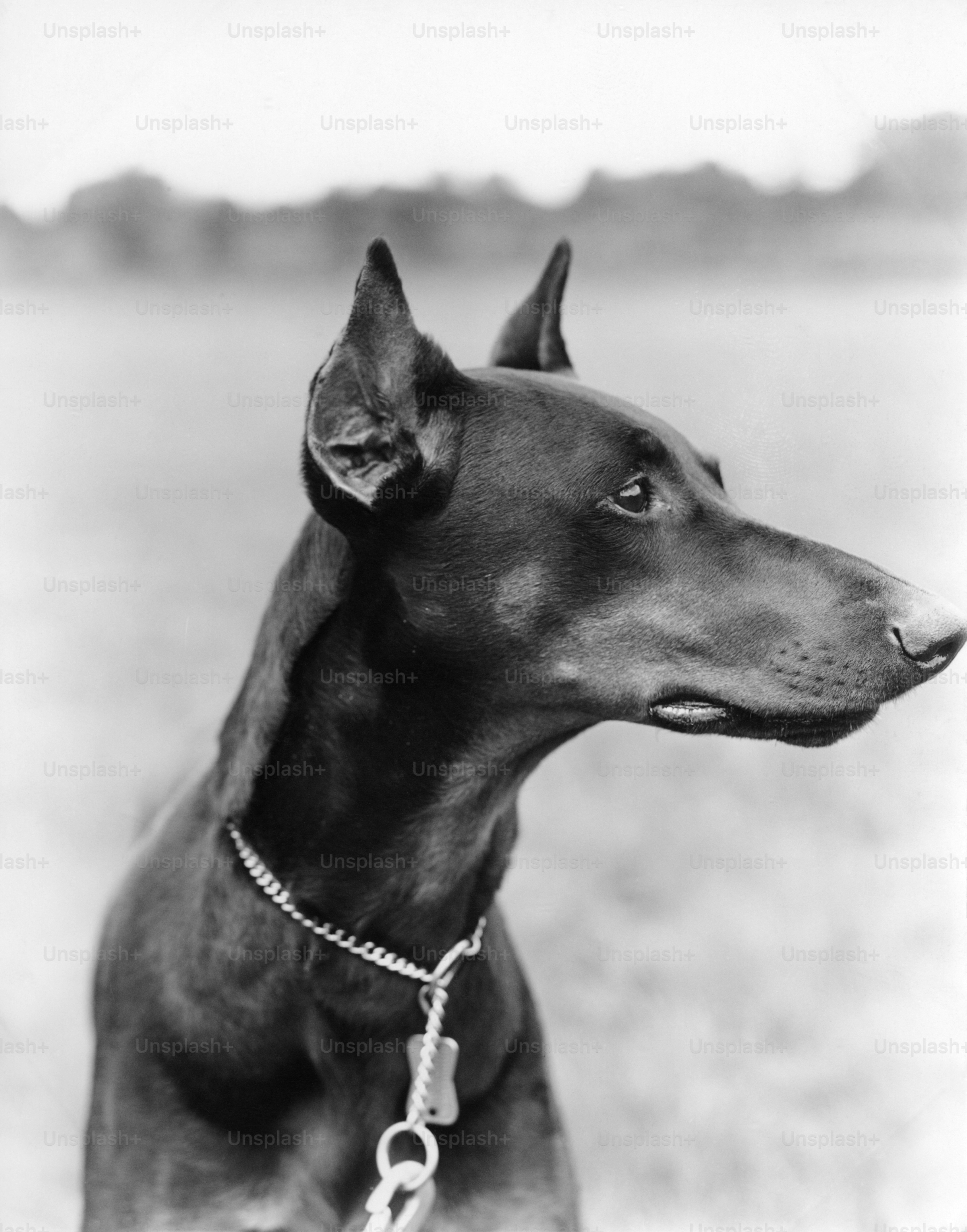 UNITED STATES - CIRCA 1930s:  Profile portrait of Doberman Pinscher outdoors.