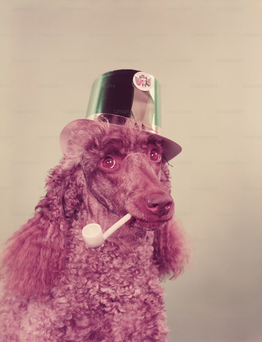 アメリカ合衆国 - 1960年代頃:聖パトリックの日のために緑色の紙のパーティーハットをかぶった、パイプを口にくわえたプードル犬。