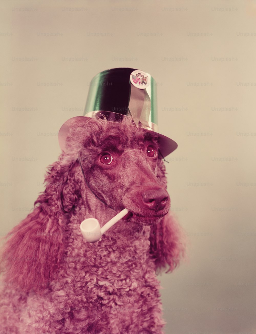UNITED STATES - CIRCA 1960s:  Poodle dog with pipe in mouth, wearing green paper party hat for St Patrick's Day.