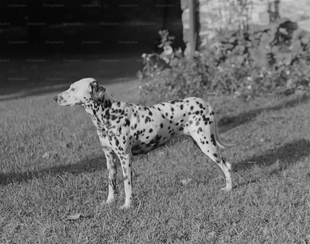 a dalmatian dog standing in a field of grass