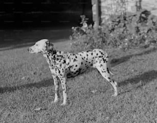 a dalmatian dog standing in a field of grass