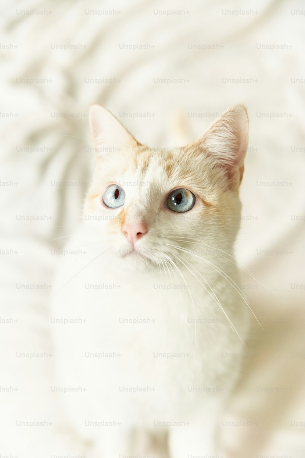 um gato branco com olhos azuis sentado em uma cama