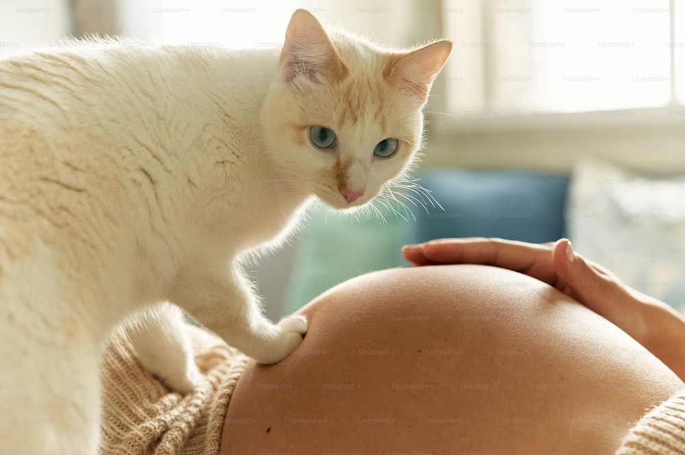 a white cat standing on the belly of a pregnant woman