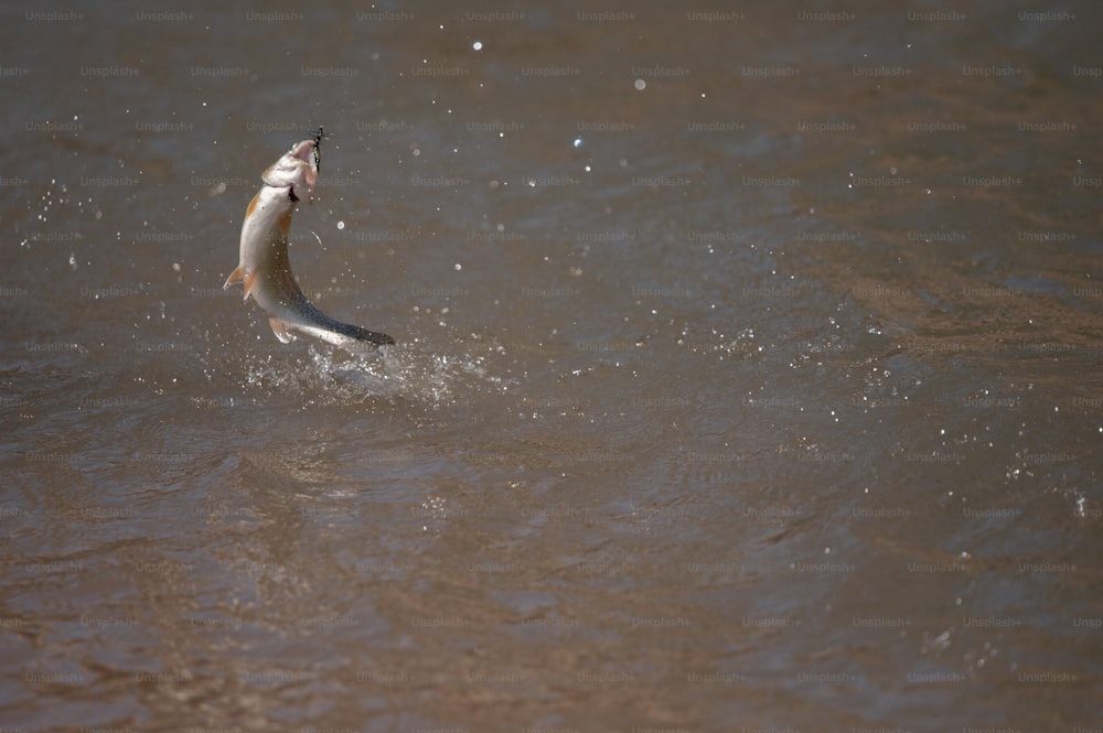 Un oiseau se tient dans l’eau avec un poisson dans la bouche