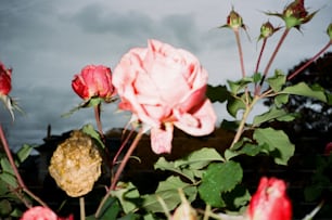 a close up of a bunch of flowers with a cloudy sky in the background