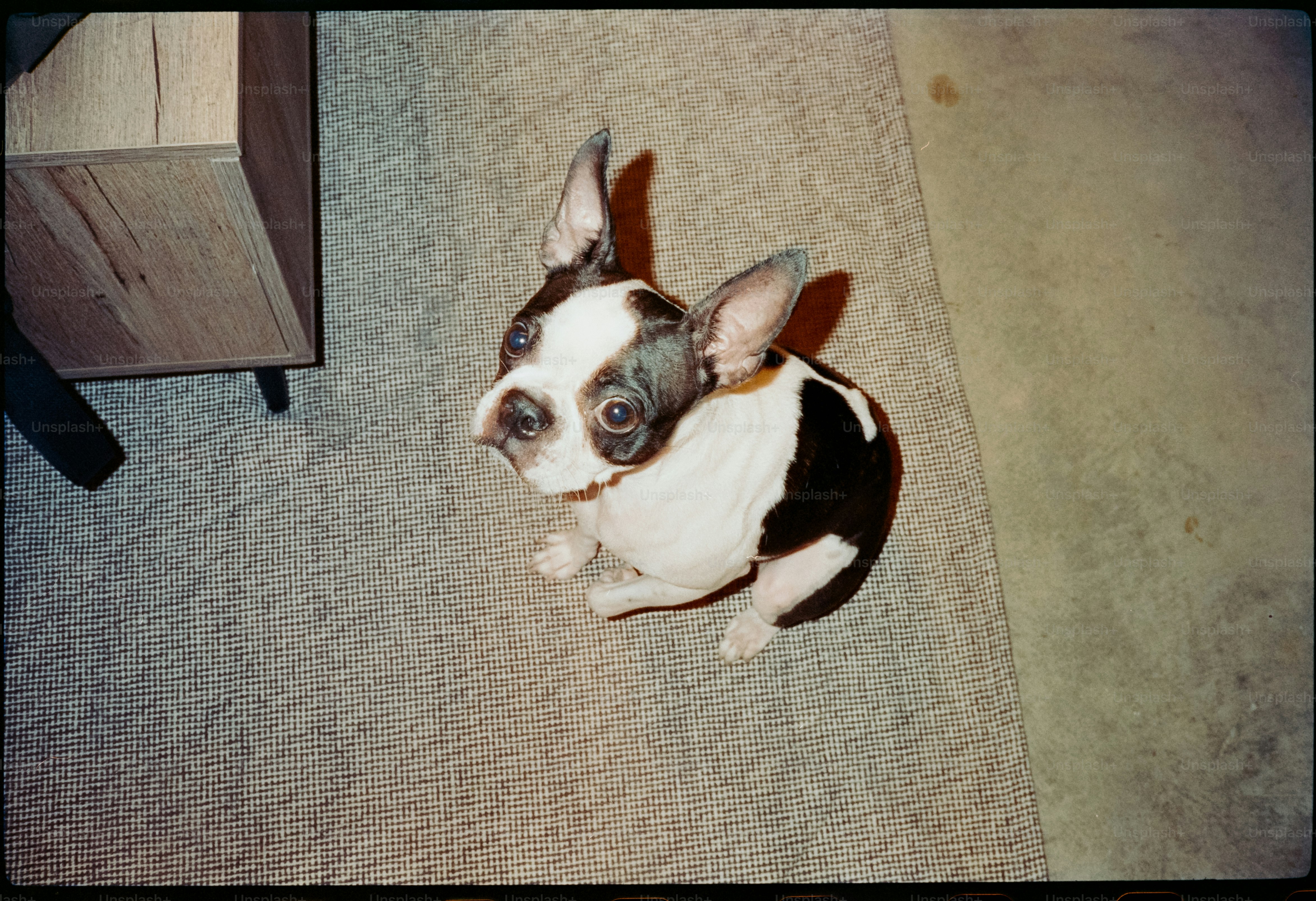 a small black and white dog sitting on the floor